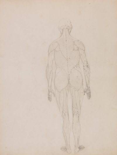 Esposizione anatomica comparativa della struttura del corpo umano con quella di una tigre e di un co... da George Stubbs